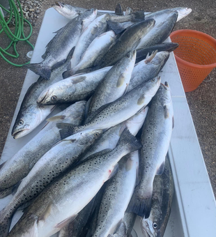 Reeling in Trout memories on the Mississippi.